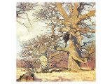 Oaks
