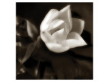 Buy Magnolia Unfolding at AllPosters.com