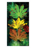 Tropical Fatsia