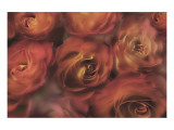 Buy Antique Roses at AllPosters.com