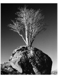 Buy Tree in Solitude at AllPosters.com