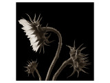 Buy Three Sunflowers at AllPosters.com