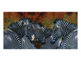 Zebras