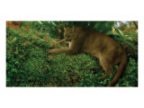 Panther Pause