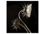 Buy Two Sunflowers at AllPosters.com