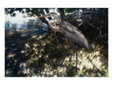 Mangrove Heron
