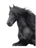 Buy Friesian at AllPosters.com