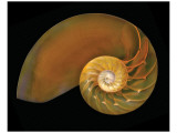 Buy Nautilus on Black II at AllPosters.com