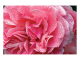 Buy Rose Heart at AllPosters.com