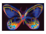 Buy Butterfly II at AllPosters.com