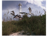 Lighthouse Terns I