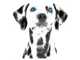 Dalmatian Date VI