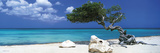 Tom Mackie - Divi Divi Tree Poster