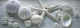 Driftwood Shells I
