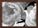 Buy Delicate Blossom at AllPosters.com