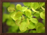 Buy Fresh Bloom IV at AllPosters.com