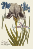 Iris Resplendant IV