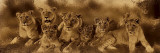 Buy Gathering at AllPosters.com