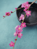 Cherry Tree Branch