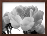 Buy Delicate Blossom I at AllPosters.com
