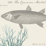 Buy Sea and Shore V at AllPosters.com