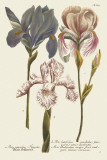 Iris Resplendant III