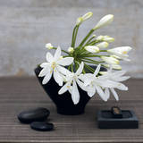 Agapanthus