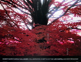 Buy Hoped For... at AllPosters.com
