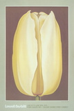 Buy Yellow Tulip at AllPosters.com
