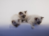 Birman