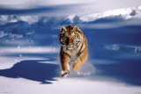 Buy Siberian Tiger - Running In Snow at AllPosters.com