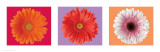 Gerbera Daisies - Three Up