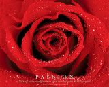 Passion - Rose