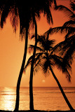 Buy Tropical - Sunset at AllPosters.com