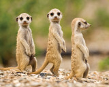 Nambia - Meerkat Pups