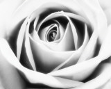 Buy White Rose at AllPosters.com