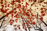 Buy Bare Branches and Red Maple Leaves at AllPosters.com