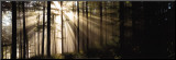 Sunlight Streaming Through Forest