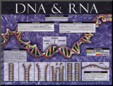 Buy DNA & RNA at AllPosters.com