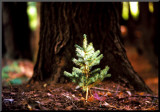 Buy Determination: Little Pine at AllPosters.com