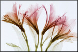 Alstromeria