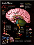 Brain Matters
