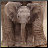 Big Ears