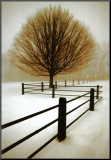 Solitude