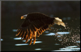 Leaders: Bald Eagle
