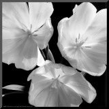 Buy Tulips at AllPosters.com