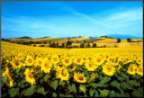 Buy Sunflowers Field, Umbria at AllPosters.com