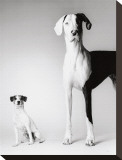 Domino and Daisy