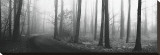 Forest Path
