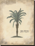 African Oil Palm
